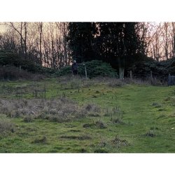 Hvid dirigerings plade til hundetrning